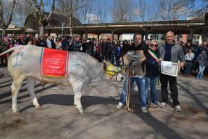 Bra-mostra zootecnica_foto Cravero_opt