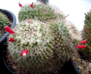 Mammillaria nejapensis 2015